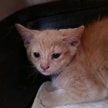 Kye -  Domestic Short Hair Cat for Adoption in Melrose, Florida - Kye | PetCurious