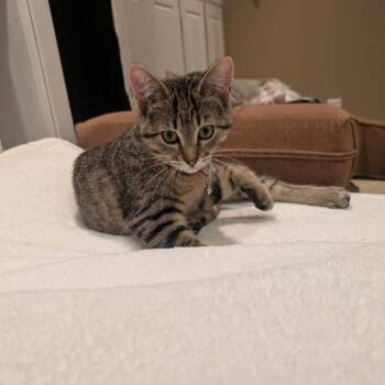 Demepurr -  Domestic Short Hair Cat for Adoption in Saint Paul, Minnesota - Demepurr | PetCurious
