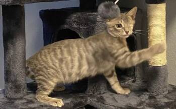 Trouble Tabby -  Tabby and Domestic Short Hair Cat for Adoption in Chandler, Arizona - Trouble Tabby | PetCurious