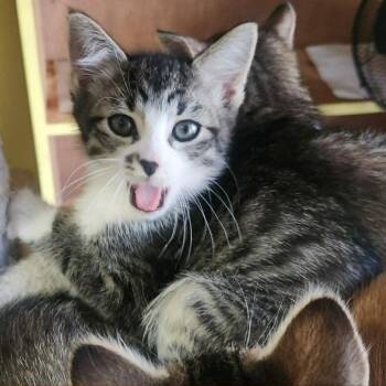 Domestic Short Hair Cats Available for Adoption in Candler, North Carolina - Lee | PetCurious