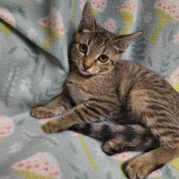 Blinky -  Domestic Short Hair Cat for Adoption in Laredo, Texas - Blinky | PetCurious