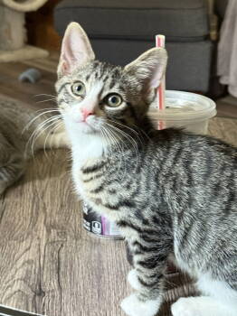 Rescue Domestic Short Hair Cats for Adoption in Naugatuck, Connecticut - Honey Bee | PetCurious