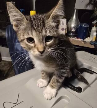 Asher -  Domestic Short Hair Cat for Adoption in Broomfield, Colorado - Asher | PetCurious
