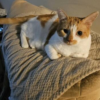 Emma -  Domestic Short Hair Cat for Adoption in Blaine, Minnesota - Emma | PetCurious