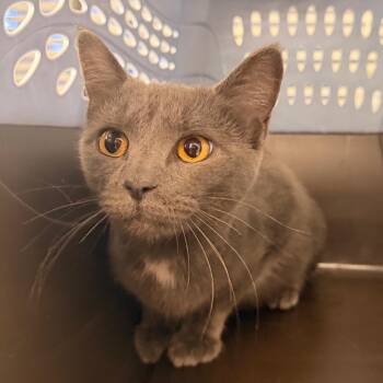 Laurie -  Domestic Short Hair Cat for Adoption in Indianapolis, Indiana - Laurie | PetCurious