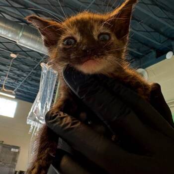 Snapshot -  Domestic Short Hair Cat for Adoption in Huntington, West Virginia - Snapshot | PetCurious