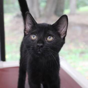 Ravioli -  Domestic Short Hair Cat for Adoption in Valley, Alabama - Ravioli | PetCurious