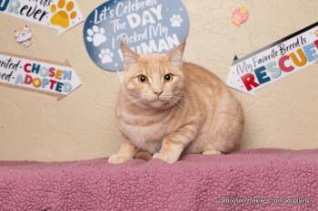Domestic Medium Hair Cats Available for Adoption in Parlier, California - Casanova | PetCurious