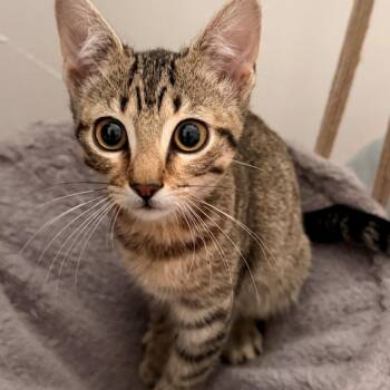 Eddie Lazalde -  Domestic Short Hair and Tabby Cat for Adoption in Morrison, Colorado - Eddie Lazalde | PetCurious
