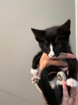 Esme -  Domestic Short Hair Cat for Adoption in Enfield, Connecticut - Esme | PetCurious