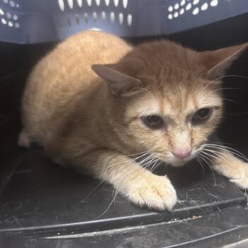 Mustard -  Domestic Short Hair Cat for Adoption in Yuma, Arizona - Mustard | PetCurious