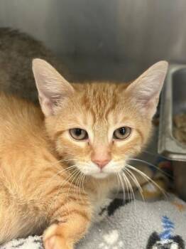 Rescue Domestic Short Hair Cats for Adoption in Winchester, Virginia - Nugget | PetCurious