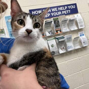 Wanda/Marina -  Domestic Short Hair Cat for Adoption in Memphis, Tennessee - Wanda/Marina | PetCurious