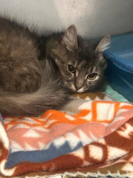 Domestic Short Hair Cats Available for Adoption in New Cumberland, West Virginia - Cheyenne | PetCurious