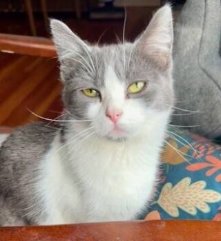 Rescue Domestic Short Hair Cats for Adoption in Plymouth, Minnesota - Nicole Richie | PetCurious