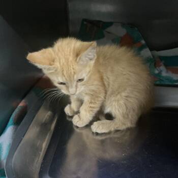 Tangerine -  Domestic Medium Hair Cat for Adoption in Saint Joseph, Missouri - Tangerine | PetCurious