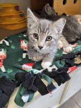 Toto -  Domestic Short Hair Cat for Adoption in Bellevue, Washington - Toto | PetCurious
