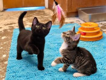 Sara and Mary, sisters -  Bombay and Tabby Cat for Adoption in Mission Viejo, California - Sara And Mary, Sisters | PetCurious