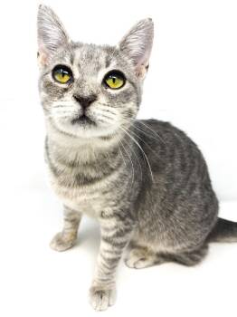 Rescue Domestic Short Hair Cats for Adoption in Scott, Louisiana - Buzz | PetCurious