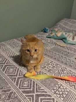 Domestic Medium Hair Cats Available for Adoption - Mojave | PetCurious