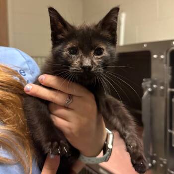 Monica -  Domestic Short Hair Cat for Adoption in Bristol, Indiana - Monica | PetCurious