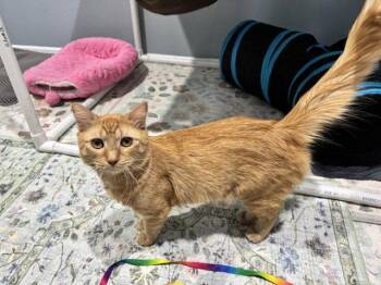 Iron -  Domestic Medium Hair Cat Available for Adoption in Mission Viejo, California - Iron | PetCurious