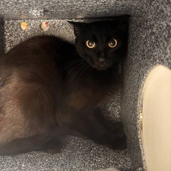 Aubergine -  Domestic Short Hair Cat for Adoption in Salt Lake City, Utah - Aubergine | PetCurious
