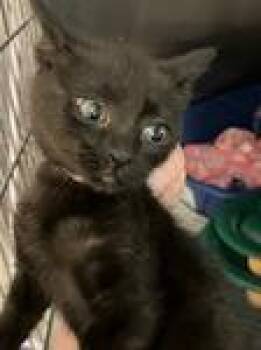 Stella -  Domestic Short Hair Cat for Adoption in Heathsville, Virginia - Stella | PetCurious