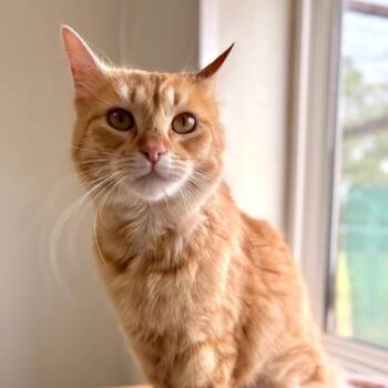 Daphne -  Domestic Medium Hair Cat for Adoption in Enid, Oklahoma - Daphne | PetCurious