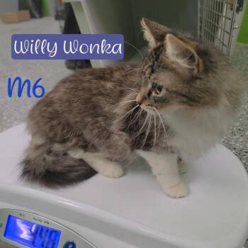 Willy Wonka -  Domestic Long Hair Cat for Adoption in Parkersburg, West Virginia - Willy Wonka | PetCurious