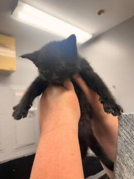 Domestic Short Hair Cats Available for Adoption in Burnsville, North Carolina - Chippy | PetCurious