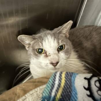 ChiChi -  Domestic Short Hair Cat for Adoption in Margate, Florida - ChiChi | PetCurious