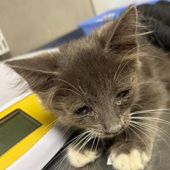 Aerosmith -  Domestic Short Hair Cat for Adoption in Yuma, Arizona - Aerosmith | PetCurious