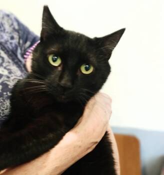 Domestic Short Hair Cats Available for Adoption - Midnight | PetCurious