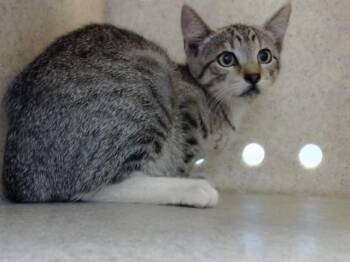 A552570 -  Domestic Short Hair Cat for Adoption in Moreno Valley, California - A552570 | PetCurious