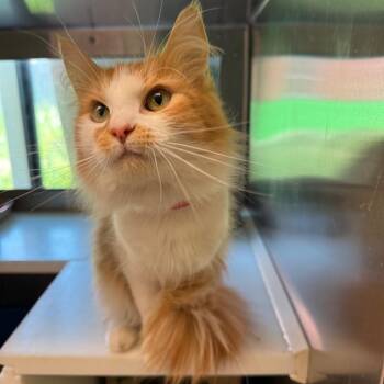 Clementine -  Domestic Short Hair Cat for Adoption in Fairport, New York - Clementine | PetCurious