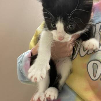 Rhett -  Domestic Short Hair Cat for Adoption in Bristol, Indiana - Rhett | PetCurious