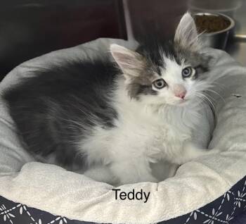 Teddy -  Domestic Long Hair Cat for Adoption in Ulster, Pennsylvania - Teddy | PetCurious