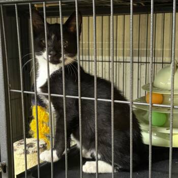 Ham -  Domestic Short Hair Cat for Adoption in Shelbyville, Indiana - Ham | PetCurious