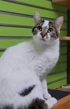Rescue Domestic Short Hair Cats for Adoption in St. Peters, Missouri - HATTIE | PetCurious
