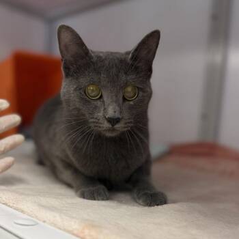 Winnie -  Domestic Short Hair Cat for Adoption in Bentonville, Arkansas - Winnie | PetCurious