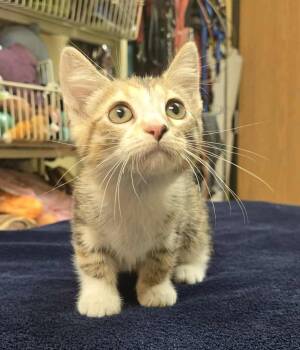 Rescue Domestic Short Hair Cats for Adoption in Larned, Kansas - Bambi | PetCurious