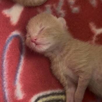 Domestic Short Hair Cats Available for Adoption in Durango, Colorado - Bubbles | PetCurious