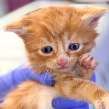 Domestic Medium Hair Cats Available for Adoption in Redwood Valley, California - Butters | PetCurious