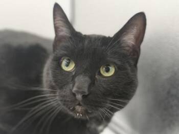 Domestic Short Hair Cats Available for Adoption in Portland, Oregon - Finch | PetCurious
