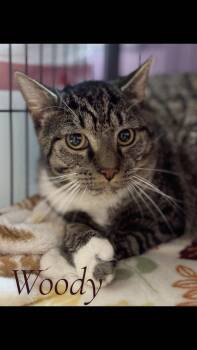 Domestic Short Hair Cats Available for Adoption in Cambridge, Maryland - Woody | PetCurious