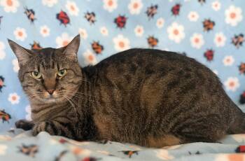 Munchkin -  Domestic Short Hair Cat Available for Adoption in Oviedo, Florida - Munchkin | PetCurious