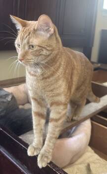 Rescue Domestic Short Hair Cats for Adoption in River Ridge, Louisiana - Oranje | PetCurious