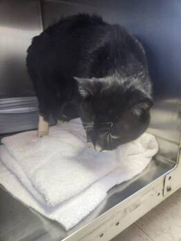 Domestic Short Hair Cats Available for Adoption - Bruce | PetCurious