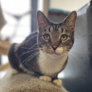 Rescue Domestic Short Hair Cats for Adoption in Las Vegas, Nevada - Rigby | PetCurious